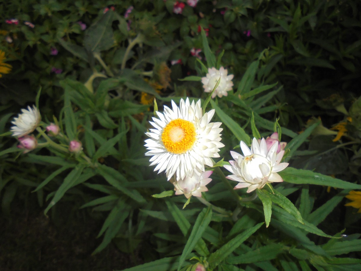 Xerochrysum bracteatum (Vent.) Tzvelev